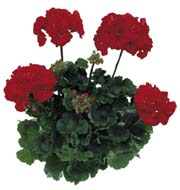 Tango Dark Red